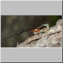 Dolichomitus messor - Schlupfwespe w01k 32mm - OS-Hasbergen Holzlagerplatz auf Eiche det06.jpg